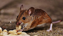 24 Hour & Emergency Exterminators in Mellon Financial Services, IL